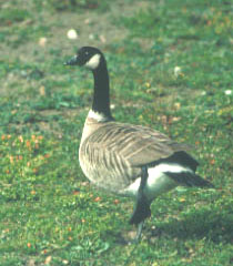 Standing Goose photo, USFWS