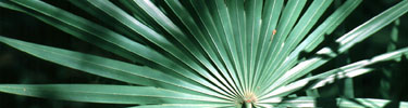 Palmetto frond