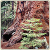 Photograph of the base of a giant sequoia tree with new vegatation springing up around it.