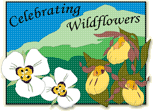 Celebrating Wildflowers Logo featuring a Mariposa Lily and Yellow Ladyslipper Orchid.