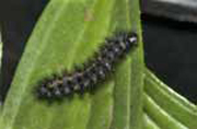 Caterpillar of Taylor's Checkerspot Butterfly