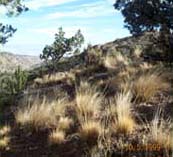 Photograph-General Grasslands View