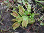 Venus fly-trap.