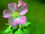 wild geranium.