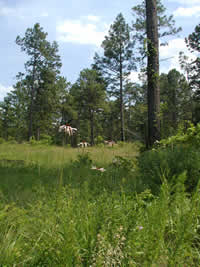 pale purple coneflower in a longleaf pine stand on the Winn Ranger District, Kistachie National Forest, Louisiana.