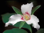 painted trillium.