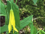 perfoliate bellwort.