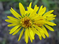 yellow wildflowers.