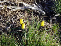 yellow wildflowers.