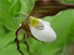 Mountain lady's slipper, Cypripedium montanum.