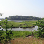Thompson Island Marsh