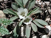 Sacajawea's bitterroot (Lewisia sacajaweana)