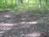 area along a trail where wildflowers were dug up and removed from the forest.