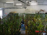 American elm seedlings.