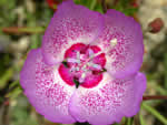 Speckled Clarkia.