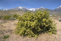 antelope brush.