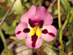 Tricolor monkeyflower.