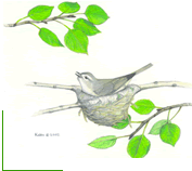 Kalen Malueg painting of a warbling vireo