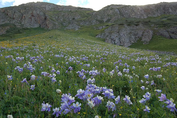 A cascade of columbines on an alpine slope. Photo by Mark Roper, Pagosa Ranger District. 