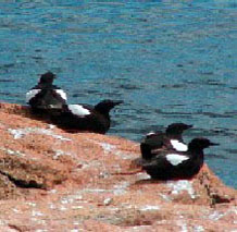 black guillemots on rocks