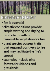 Diagram describing FIRE DEPENDENT ecosystems where fire is essential, climatic conditions provide ample wetting and drying to promote growth of flammable vegetation for fuel, species posesses traits that respond positively to fire and may facilitate the fire’s spread. Examples include pine forests, shrublands, and grasslands. 