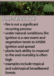 Diagram describing FIRE-SENSITIVE ecosystems, which have not evolved with fire as a significant recurring process. Species in these areas lack adaptations to respond to fire and mortality is often high. Examples include tropical and subtropical broadleaved forests. 