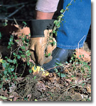 Photo of soil disturbance during hand pulling.