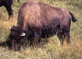 Photo of a bison grazing.