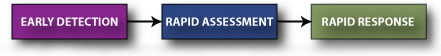 Diagram of early detection, rapid assessment, rapid response series of actions.  