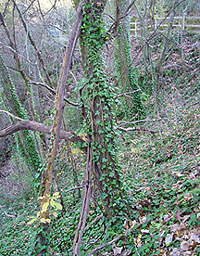 Controlling the growth of ornamental plants on your property, like English ivy, can help prevent infestations (Photo by Chris Evans, The University of Georgia, www.insectimages.org)