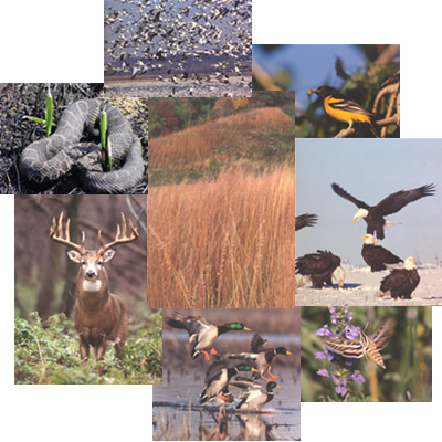 Collage of Wildlife Pictures