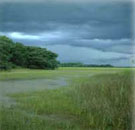 View of Pinckney Island. Credit: Layne Hamilton, USFWS