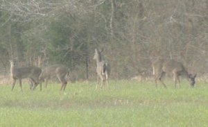 picture of four deer in field