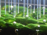 Colleagues from the University of Wyoming used microelectrodes to measure the pH and dissolved zinc concentrations within biofilm grown in a laboratory aquarium. In this view, one can see the microelectrodes (glass tubes) sticking into a biofilm sample. The results of this work documented that when exposed to light, the biofilm absorbs zinc. Used with permission from Dr. Jeffrey M. Morris, Western Research Institute