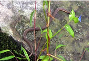 Eastern water snake