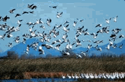 snow geese in flight, photo: USFWS