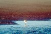 Snowy Plover on the shore