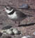 Piping Plover Picture