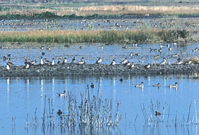 Restored wetland teeming with wildlife.