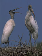 Wood Storks. Credit: USFWS