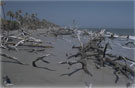 Wassaw's “boneyard„. Credit: David Goeke, USFWS