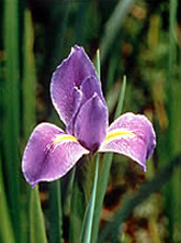 Photo of a purple Louisiana iris flower