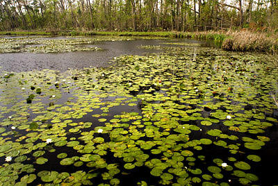 Photo of a freshwater marsh with lilly pads