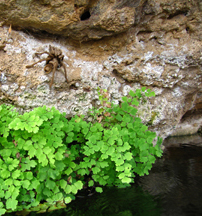 Tarantula near the outlet at Montezuma Well.