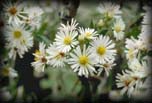 White Aster