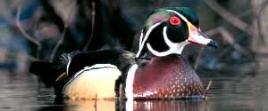 male wood duck on the water