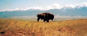 A large bull bison stands in the midst of shortgrass prairie habitat with mountains rising in the distance.  