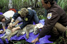 Florida panther research. Credit: USFWS