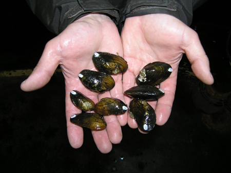 Photo of biologist holding mussels - Photo credit:  Tim Roettiger, U.S. Fish and Wildlife Service