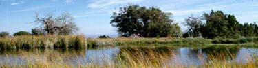 Manzanita Spring is a desirable watering hole for park wildlife.